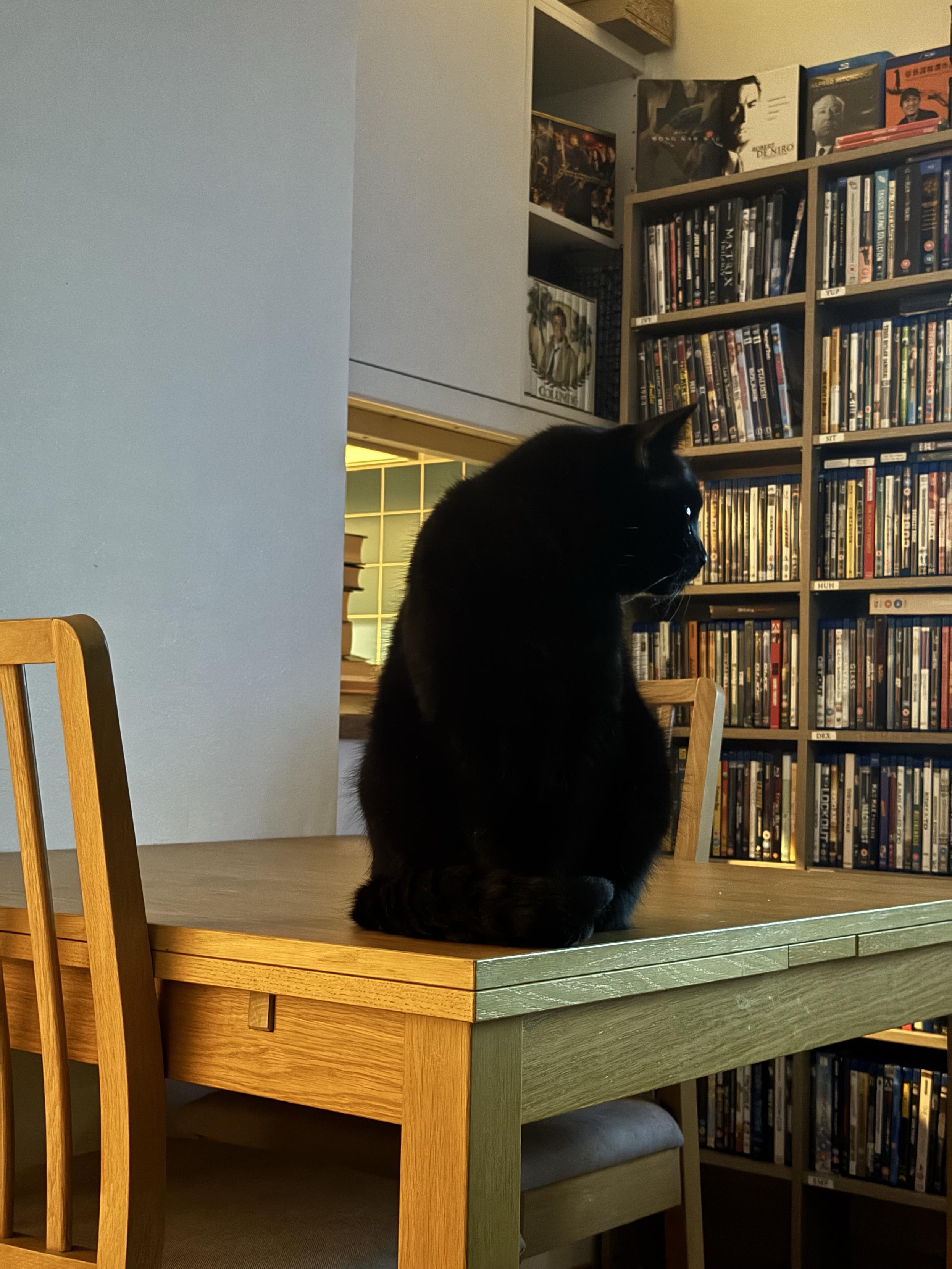 Heimdall sitting on the table and looking somewhere.